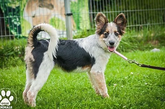 OTOZ Animals - Graszka - cud, miód, malina dziewczyna szuka super domu, Pomorskie, Tczew
