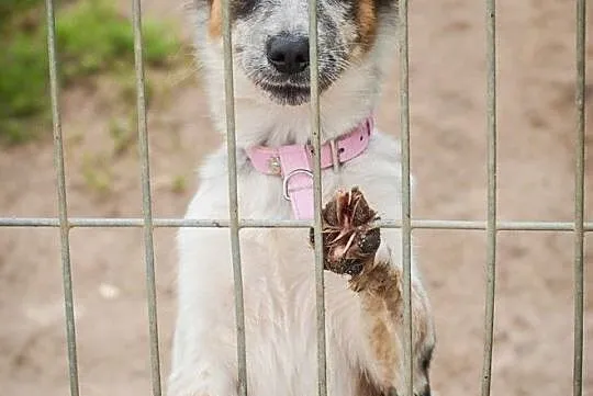 OTOZ Animals - Graszka - cud, miód, malina dziewczyna szuka super domu, Pomorskie, Tczew