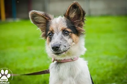 OTOZ Animals - Graszka - cud, miód, malina dziewczyna szuka super domu, Pomorskie, Tczew