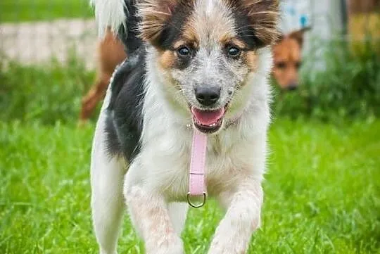 OTOZ Animals - Graszka - cud, miód, malina dziewczyna szuka super domu, Pomorskie, Tczew