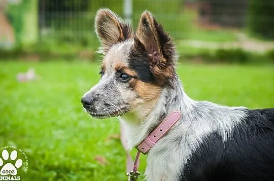 OTOZ Animals - Graszka - cud, miód, malina dziewczyna szuka super domu, Pomorskie, Tczew