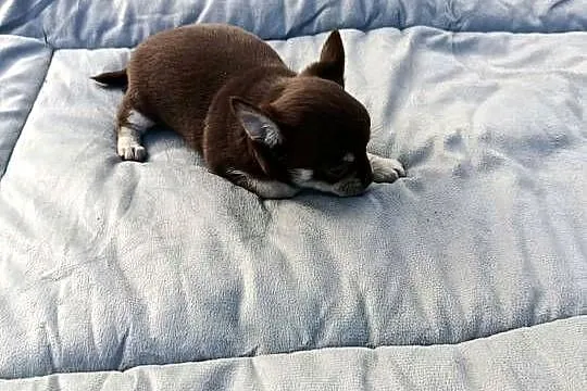 Śliczne szczeniaki chihuahua, Mazowieckie, Legionowo