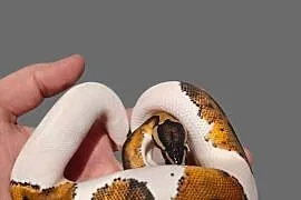 Pyton Królewski Piebald