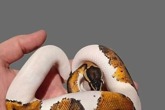 Pyton Królewski Piebald, Zachodniopomorskie, Koszalin