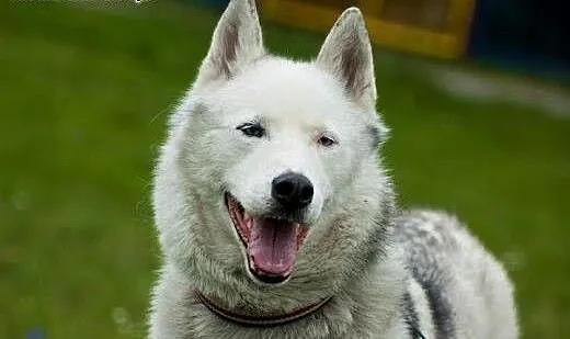 Skoczek, piękny husky szuka domu, śląskie Sosnowi
