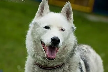 Skoczek, piękny husky szuka domu,  śląskie Sosnowi