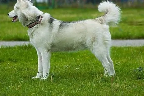 Skoczek, piękny husky szuka domu,  śląskie Sosnowi