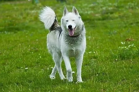 Skoczek, piękny husky szuka domu,  śląskie Sosnowi