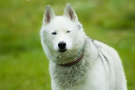 Skoczek, piękny husky szuka domu,  śląskie Sosnowi