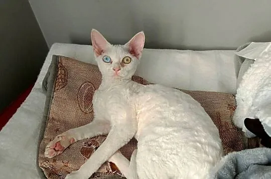 Devon rex kotka różnooka