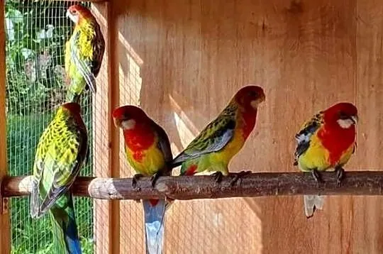 Rozella Rozelle białolice, Wielkopolskie, Ostroróg