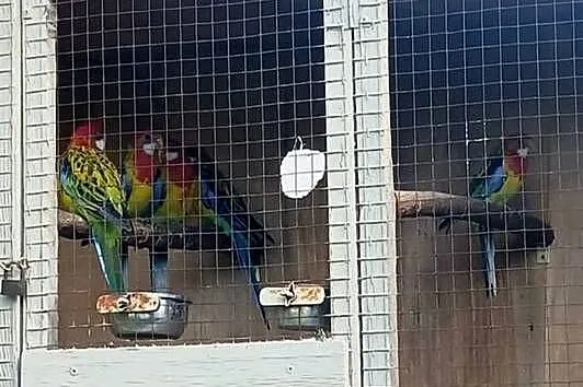 Rozella Rozelle białolice, Wielkopolskie, Ostroróg