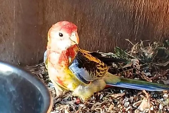 Rozella Rozelle białolice, Wielkopolskie, Ostroróg