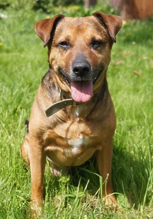 Scooby Psi Ideał szuka domu 4 raz..., dolnośląski