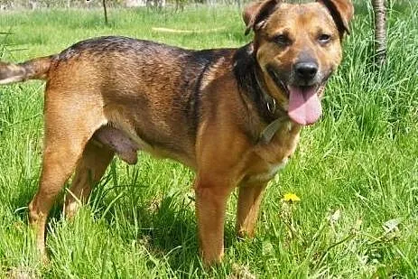 Scooby Psi Ideał szuka domu 4 raz...,  dolnośląski