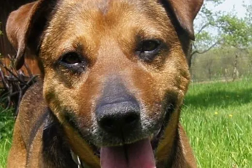 Scooby Psi Ideał szuka domu 4 raz...,  dolnośląski