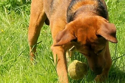 Scooby Psi Ideał szuka domu 4 raz...,  dolnośląski