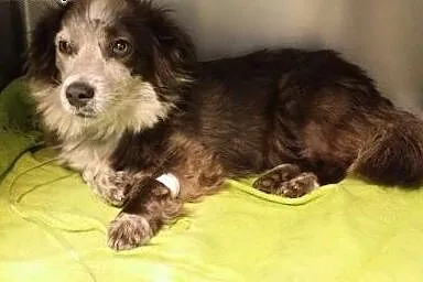 Śliczna Koga pilnie szuka domu!!!,  kujawsko-pomor
