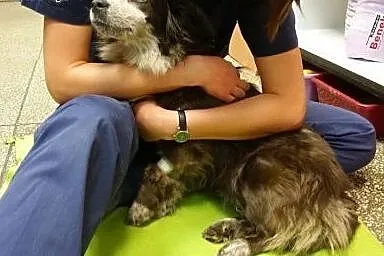 Śliczna Koga pilnie szuka domu!!!,  kujawsko-pomor