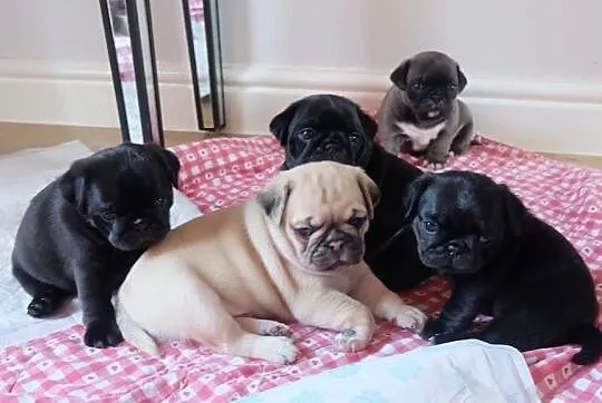 Mops Mopsy Szczenieta bezowe i czarne przepiekny piesek FCI, Pomorskie, Gdynia