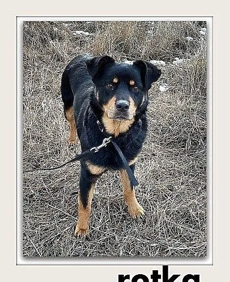 ROTKA,duża,łagodna,ułożona,rodzinna suczka sterylizowana.ADOPCJA, Małopolskie, Kraków
