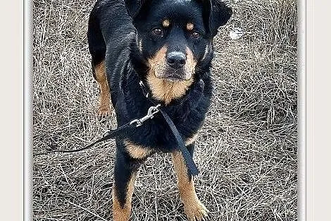 ROTKA,duża,łagodna,ułożona,rodzinna suczka sterylizowana.ADOPCJA, Małopolskie, Kraków
