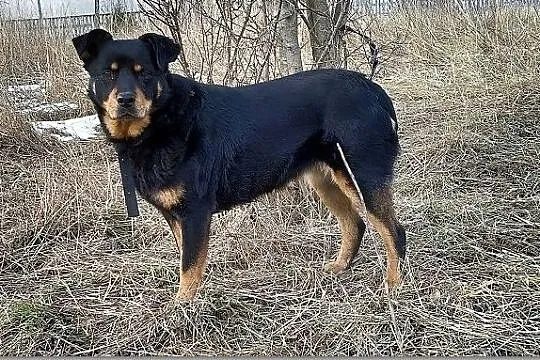 ROTKA,duża,łagodna,ułożona,rodzinna suczka sterylizowana.ADOPCJA, Małopolskie, Kraków