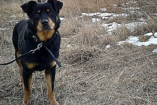 ROTKA,duża,łagodna,ułożona,rodzinna suczka sterylizowana.ADOPCJA, Małopolskie, Kraków