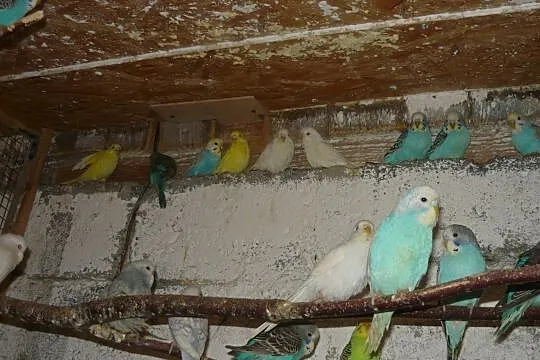 Papużki, papugi falki faliste 2020, Pruchna