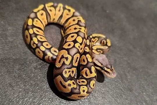 Samczyk Super Pastel poss Yb het Hypo