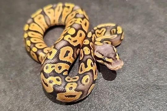 Samczyk Super Pastel poss Yb het Hypo, Mazowieckie, Pruszków