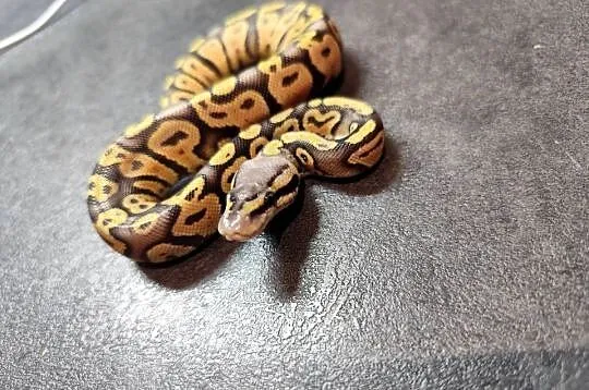 Samczyk Super Pastel poss Yb het Hypo, Mazowieckie, Pruszków