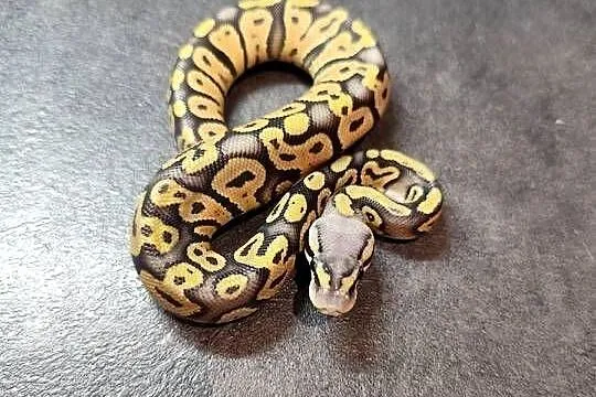Samczyk Super Pastel poss Yb het Hypo, Mazowieckie, Pruszków