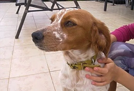 Zaginęła suczka SPANIEL, śląskie Sosnowiec