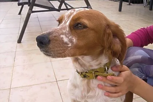 Zaginęła suczka SPANIEL,  śląskie Sosnowiec