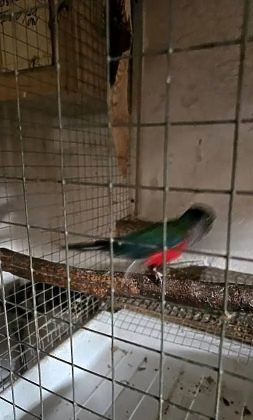 Rudosterka czerwonobrzucha rudosterki, Śląskie, Świerklany