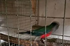 Rudosterka czerwonobrzucha  rudosterki