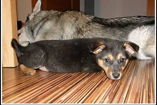 3mies. kochany Farcik - kiedy mu się pofarci? Dome