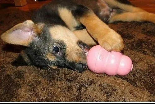 3mies. kochany Farcik - kiedy mu się pofarci? Dome