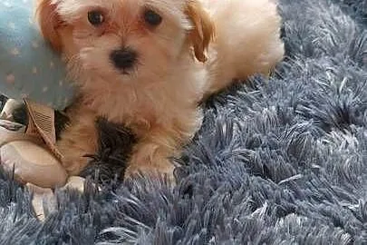 Maltipoo – szczeniaczki suczki, Mazowieckie, Ciechanów