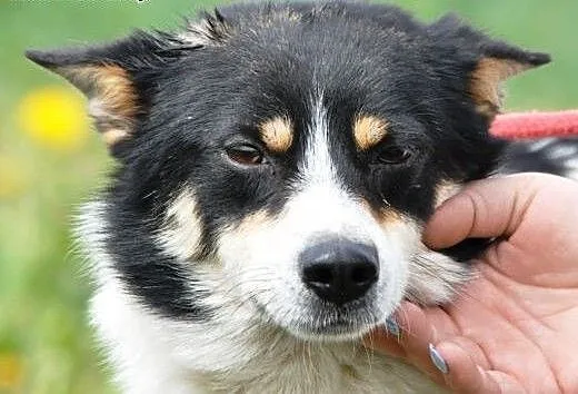 Jerry niewielki, spokojny, łagodny psiak ADOPCJA,