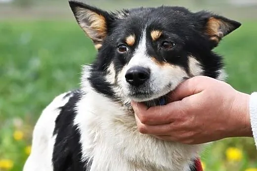 Jerry niewielki, spokojny, łagodny psiak ADOPCJA, 