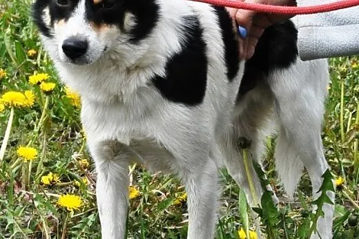 Jerry niewielki, spokojny, łagodny psiak ADOPCJA, 