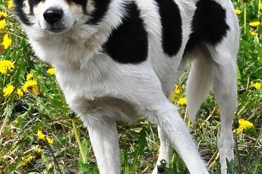Jerry niewielki, spokojny, łagodny psiak ADOPCJA, 