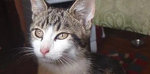 Lola- cudowna koteczka szuka domu FILMIK, mazowie