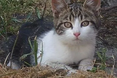 Lola- cudowna koteczka szuka domu FILMIK,  mazowie