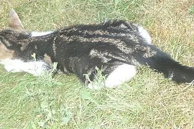 Lola- cudowna koteczka szuka domu FILMIK,  mazowie