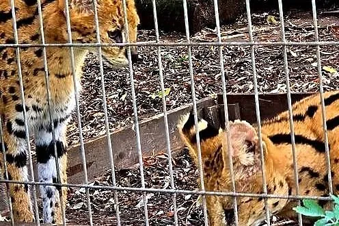 Piękna, dorosła rozpłodowa para Serwali Afrykańskich (Leptailurus serval)