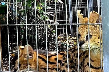Piękna, dorosła rozpłodowa para Serwali Afrykańskich (Leptailurus serval), Śląskie, Katowice