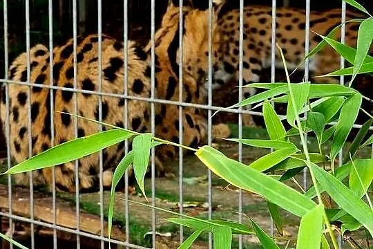 Piękna, dorosła rozpłodowa para Serwali Afrykańskich (Leptailurus serval), Śląskie, Katowice